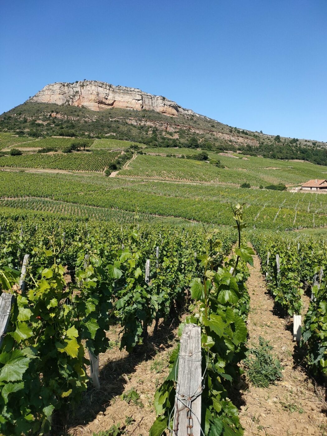 engrais, fertilisants, produits phytosanitaires, semences, palissage, outillage, quincaillerie, matières sèches, produits œnologiques, produits environnementaux, équipements de protection individuelle